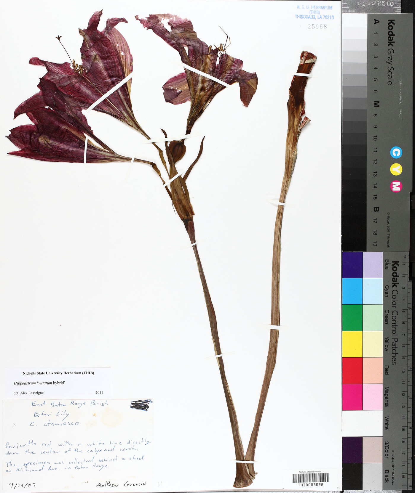 Hippeastrum vittatum image