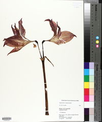 Hippeastrum vittatum image