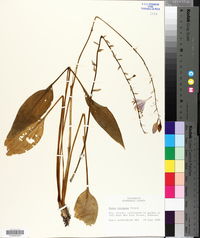 Hosta erromena image