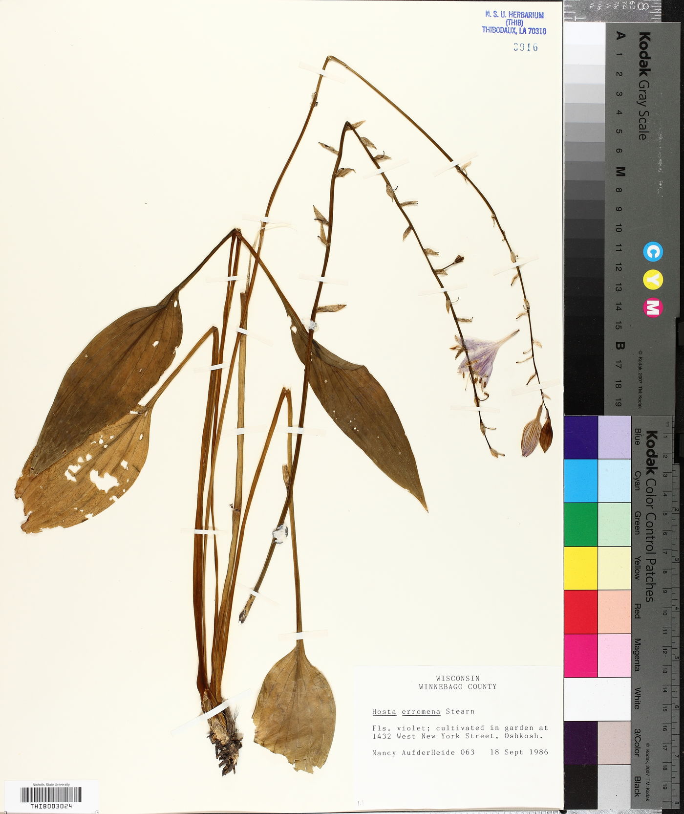 Hosta erromena image