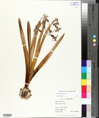 Hyacinthus orientalis image