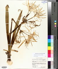Hymenocallis coronaria image