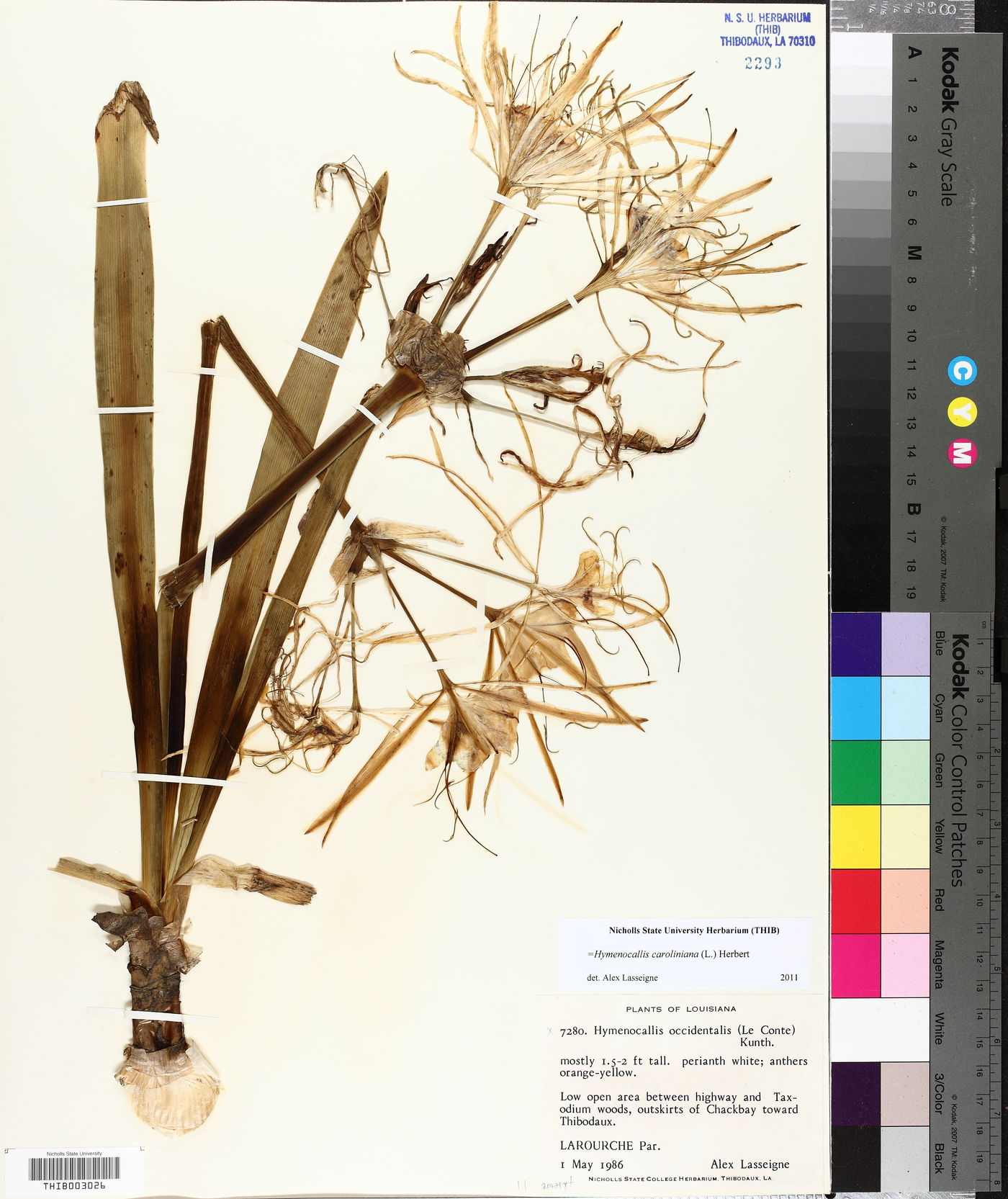 Hymenocallis coronaria image