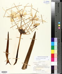 Hymenocallis coronaria image