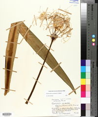 Hymenocallis coronaria image
