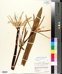 Hymenocallis coronaria image
