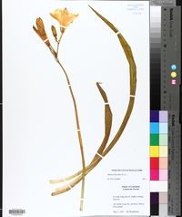 Hemerocallis fulva image