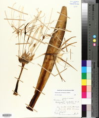 Hymenocallis coronaria image