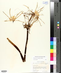 Hymenocallis coronaria image