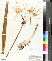Hymenocallis coronaria image