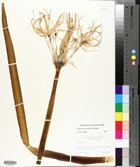 Hymenocallis coronaria image