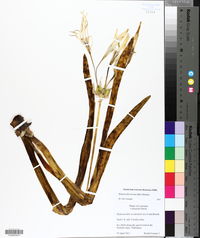 Hymenocallis liriosme image
