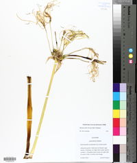 Hymenocallis liriosme image