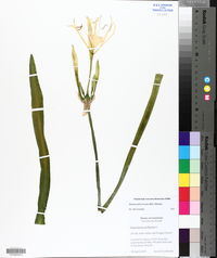 Hymenocallis liriosme image