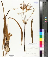 Hymenocallis liriosme image