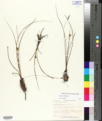 Hypoxis rigida image