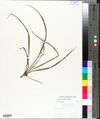 Hypoxis wrightii image