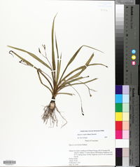 Hypoxis wrightii image
