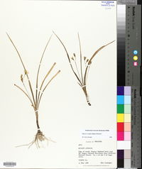 Hypoxis wrightii image