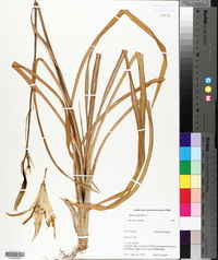 Hemerocallis fulva image