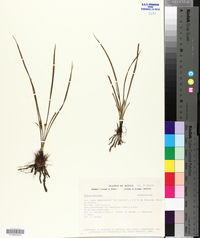 Hypoxis mexicana image