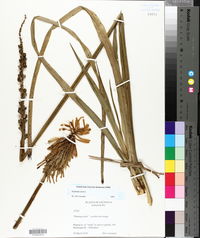 Kniphofia uvaria image