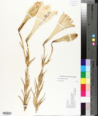 Lilium longiflorum image