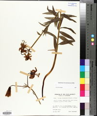 Lilium columbianum image
