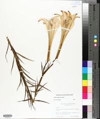 Lilium longiflorum image