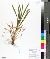 Liriope muscari image