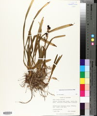 Liriope muscari image