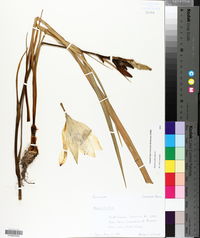 Hemerocallis fulva image