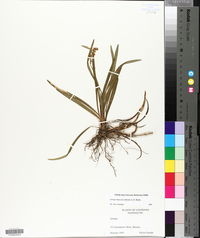 Liriope muscari image