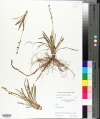Liriope muscari image
