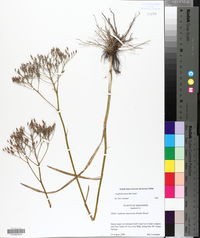 Lophiola aurea image