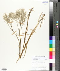 Lophiola aurea image