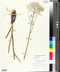 Lophiola aurea image