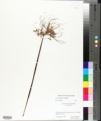 Lycoris radiata image