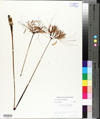 Lycoris radiata image