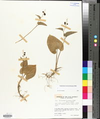 Maianthemum dilatatum image