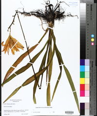 Hemerocallis fulva image