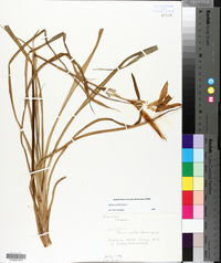 Hemerocallis fulva image