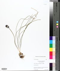 Muscari neglectum image