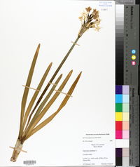 Narcissus poeticus image