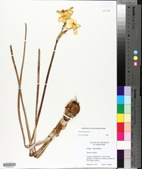 Narcissus poeticus image