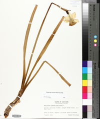 Narcissus pseudonarcissus image