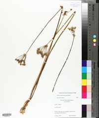 Nothoscordum borbonicum image