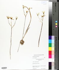 Ornithogalum umbellatum image