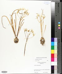Ornithogalum umbellatum image