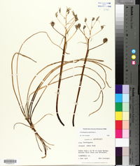 Ornithogalum umbellatum image